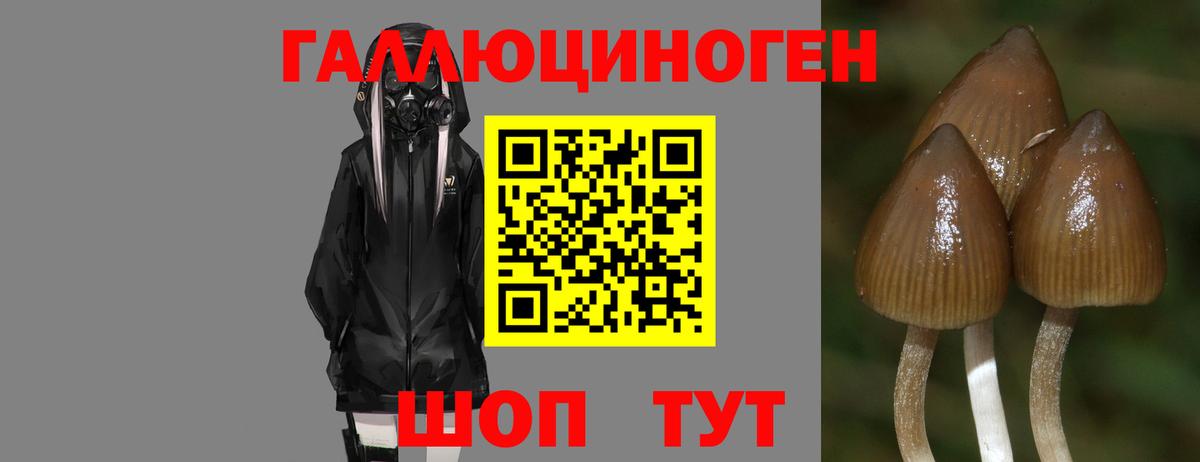 Псилоцибиновые грибы прущие грибы Каспийск